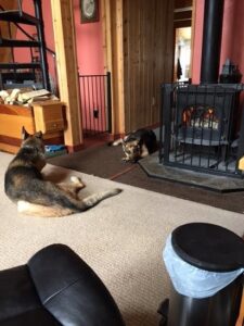 Beating the Reptition of Daily Homestead Tasks Image